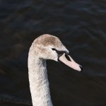 Cygnet.jpg