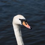 Cygnet-2.jpg