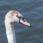 Cygnet-3.jpg