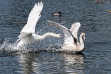 Swan-Fight.jpg