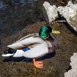 Duck.jpg