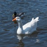 Goose.jpg