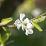 Plum Blossom.jpg