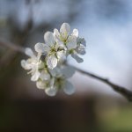 Plum Blossom-3.jpg