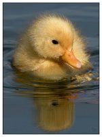 duckling2.jpg