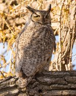 OwletPart3-9.jpg