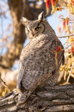 OwletPart3-10.jpg