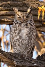 OwletPart3-12.jpg