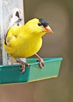 Goldfinch.jpg