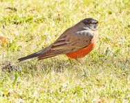 Robin 2.jpg