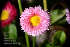 4_DSC_6489.jpg