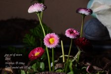 5_DSC_6490.jpg
