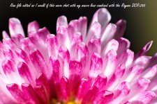 8_DSC_6487.jpg