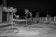 tree-b-w-1.jpg