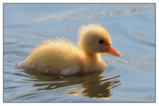 duckling3.jpg