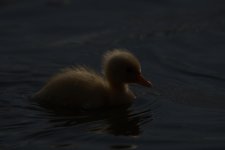 _DSC4198.jpg