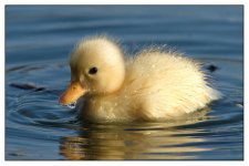 duckling4.jpg