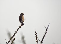 DSC_8780.jpg