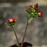 FSC_9369.jpg