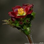 FSC_9369a.jpg