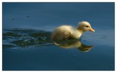 duckling5.jpg