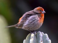 Finch.jpg