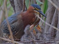 Heron4.jpg