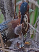 Heron5.jpg