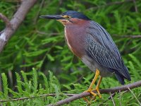 Heron7.jpg