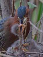 Heron6.jpg