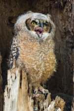 Yawn-2.jpg