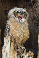 Yawn-3.jpg