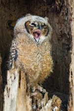 Yawn-4.jpg