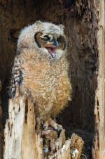 Yawn-5.jpg