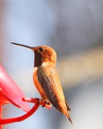 Hummingbird 1.jpg