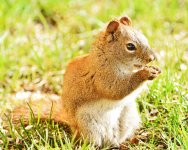 Squirrel 1.jpg