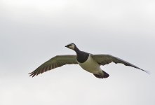 DSC_8847.jpg