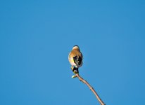 DSC_8817.jpg