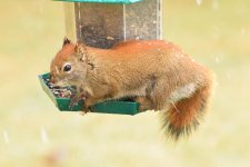 Snow Squirrel.jpg