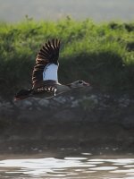 _DSC4516.jpg