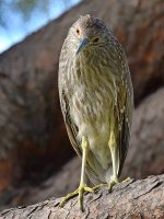 Heron.jpg