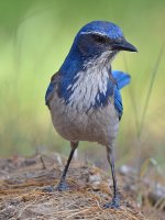 Jay2.jpg
