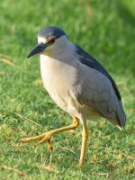 Heron5.jpg
