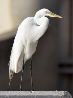 Egret8.jpg