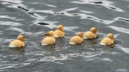 _DSC4603.jpg