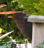 blackbird1.jpg