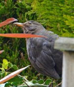 blackbird.jpg