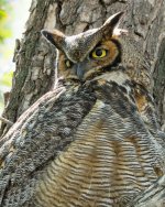 MomOwl-1.jpg