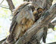 MomOwl-2.jpg