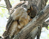 MomOwl-3.jpg